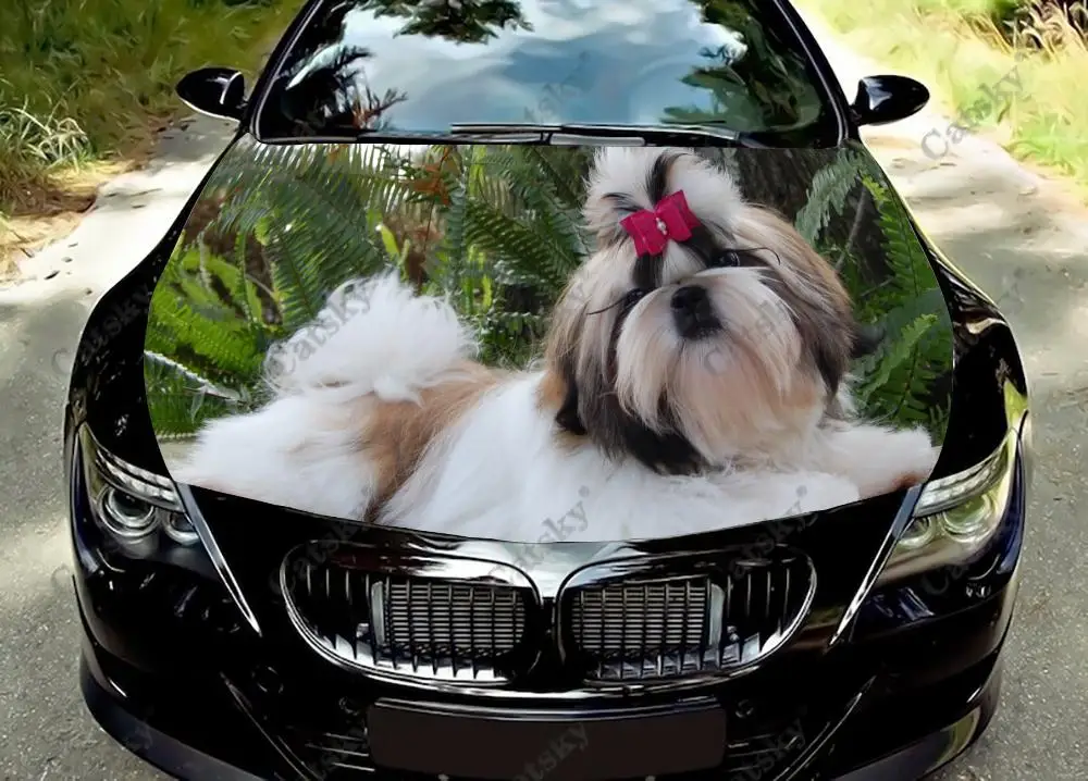 

Виниловая наклейка Shih Tzu с изображением собаки на капот автомобиля