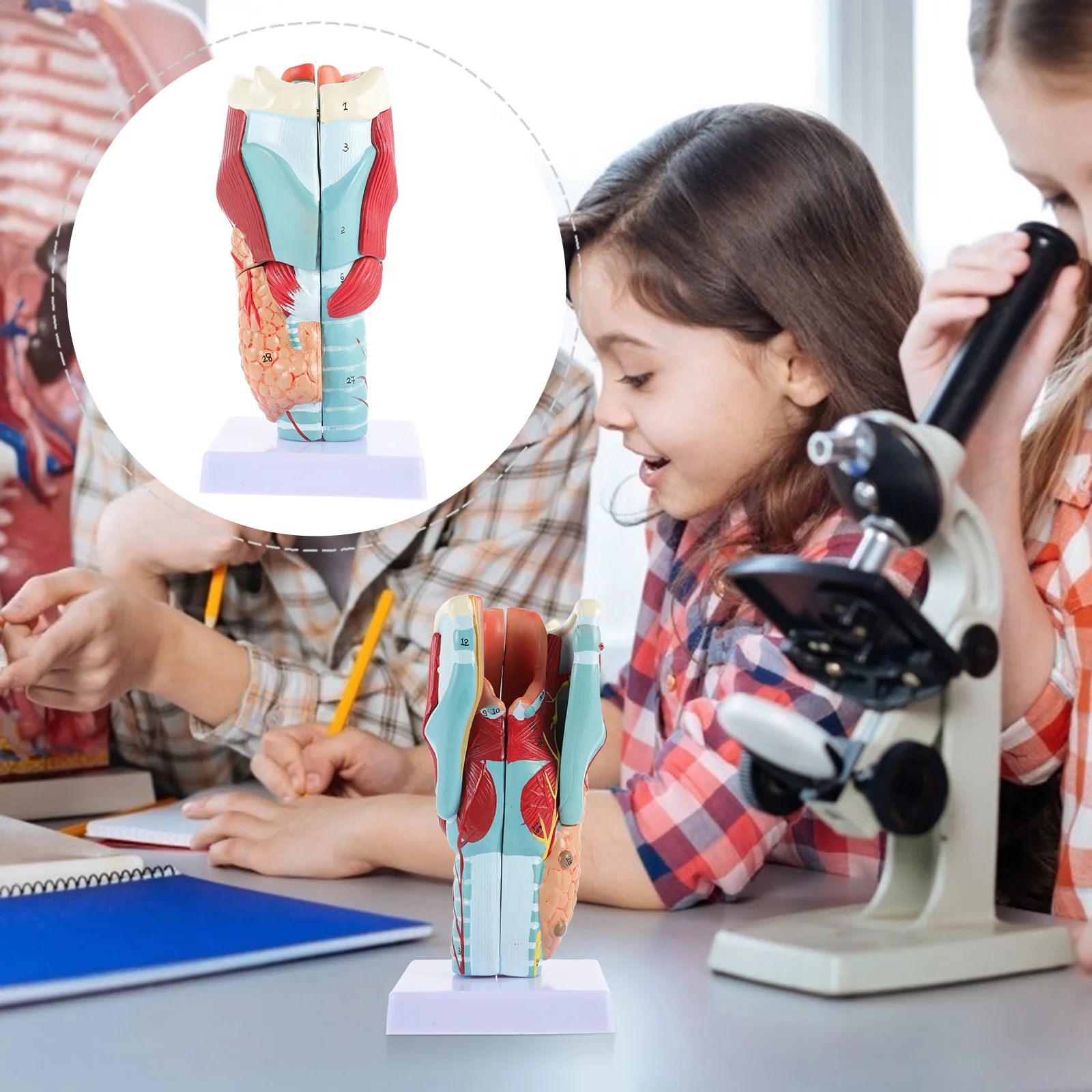 

Scientific Anatomical Model Anatomy Teaching Human Body Throat Structure Display