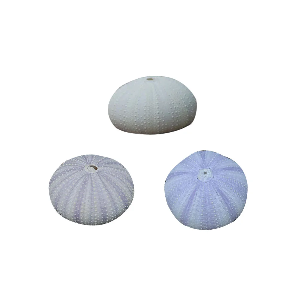 

3 Pcs Natural Dried Sea Urchin Shells Conch Shells Creative Air Plant Containers DIY Handmade Mini Planting Pots Desktop