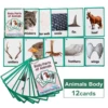 26 Categories Kids Cards Fruits Animal Learn English Word FlashCards Children Homeschool Supplies Educational Toys Montessori 5