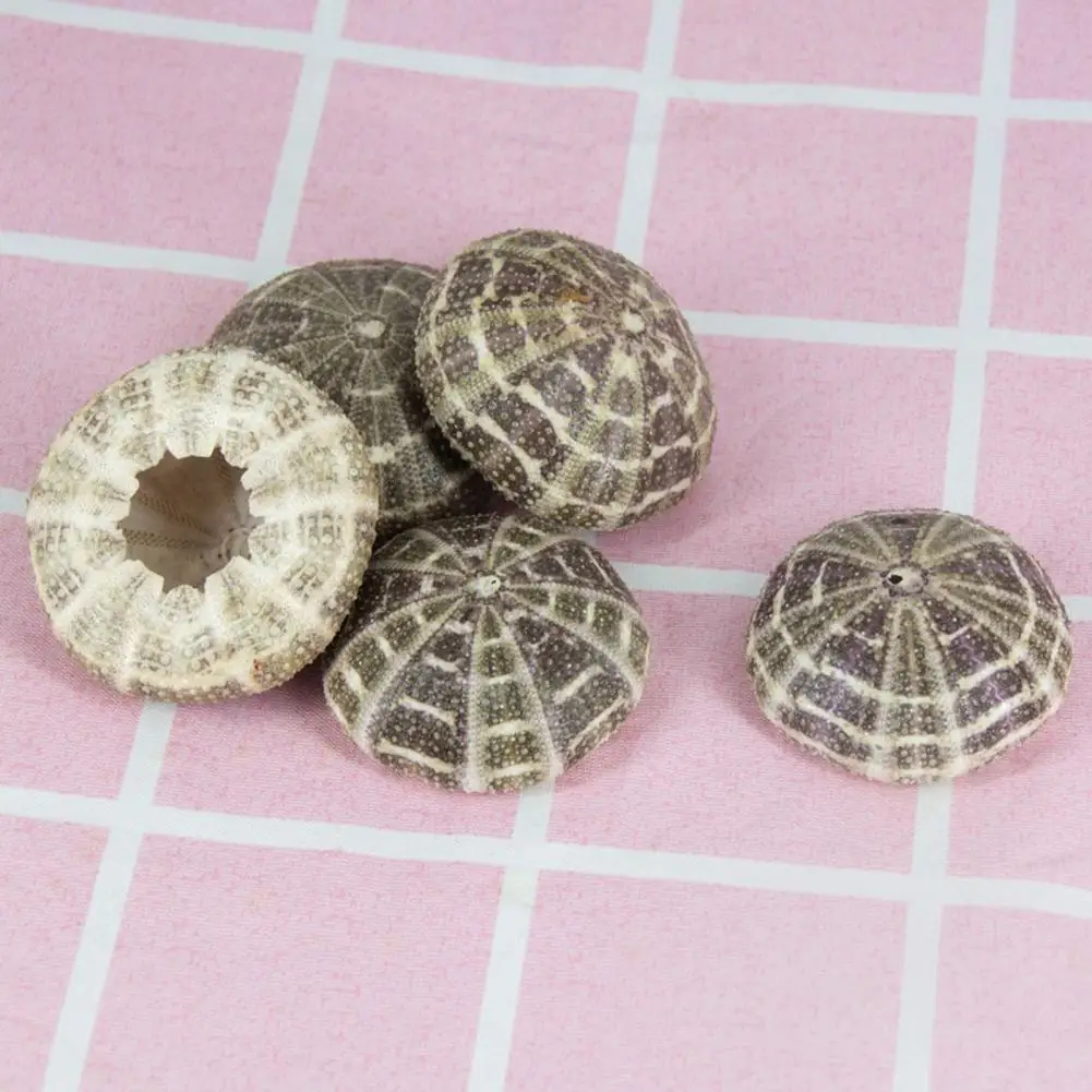 5cm-6cm Sea Shell Conch Ornament DIY Home Decoration Birthday Gift Air Shells Beach Urchins Succulent Aquarium Fish Tank Decor natural shell ornaments resin starfish ornaments