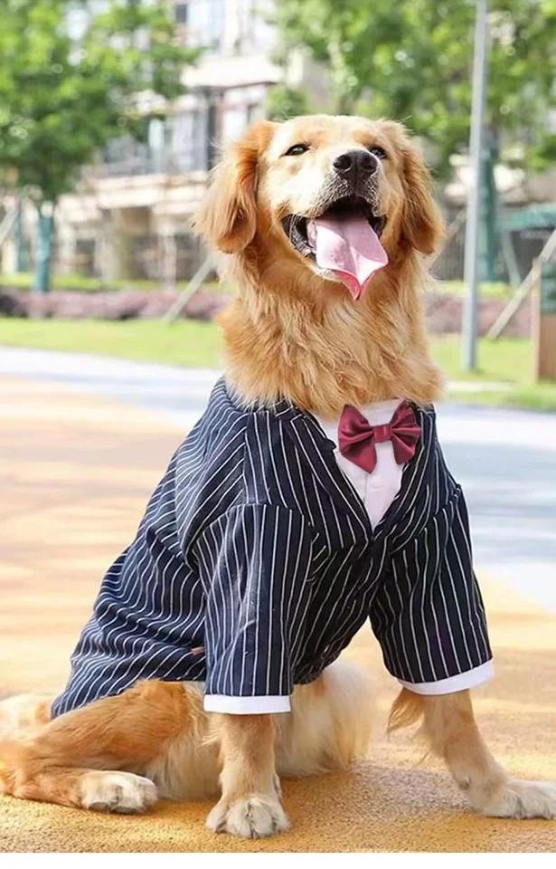 green emerald velvet dress Woofylove Special Events Dog Dress: Make Every Occasion Unforgettable –  Barkwow
