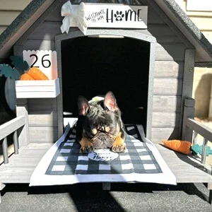 outdoor dog house