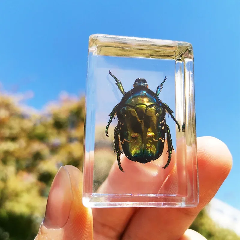 Natural insect specimens 3