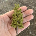 10CM  tree