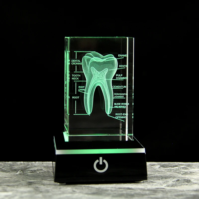 Modello Di Dente Umano In Cristallo 3D – Incisione Laser In Vetro Ottico K9 – Fermacarte E Strumento Didattico Per Dentisti