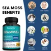6076-5874ef.jpg Sea Moss Capsules 1600mg - for Thyroid and Immune Support, Cells, Skin, Hair, Nails, Gut Cleansing, Detoxification