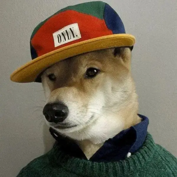 Pet Clothing Store