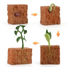 

Mung Bean Plant Growth Cycle Model Life Cycle Model Movable Doll Simulation Scientific Educational Children's Montessori Toy