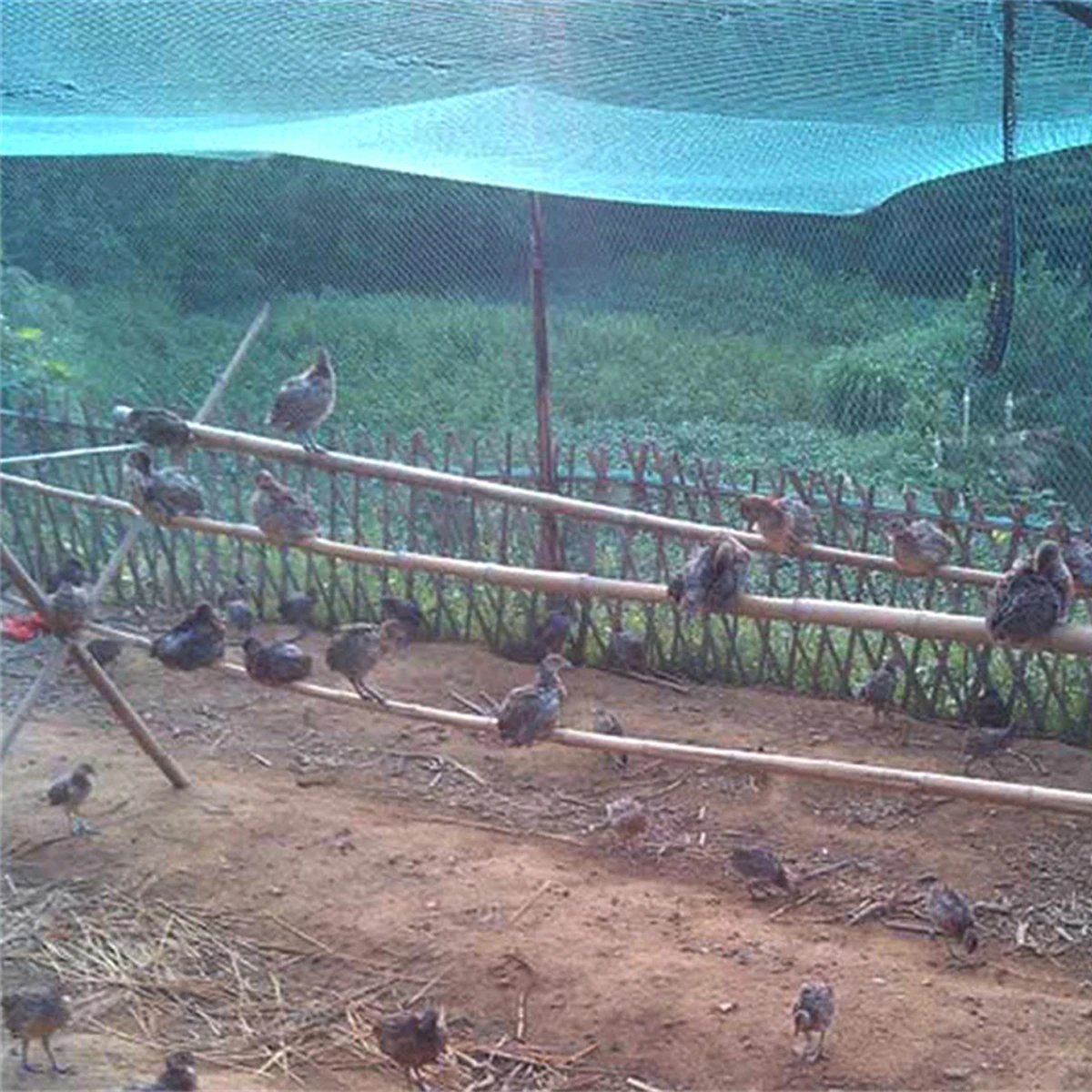 Filet Anti-oiseaux Noir (maille 5 Cm X 5 Cm) Taille 15X15 M Filet Anti-oiseaux Robuste, Filet Pour Poulailler, Filet Anti-oiseaux - Jardin