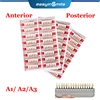 84/96pcs Dental Teeth Model Denture False Teeth DIY Material Anterior Posterior Teeth Education Model A1/ A2/ A3 1