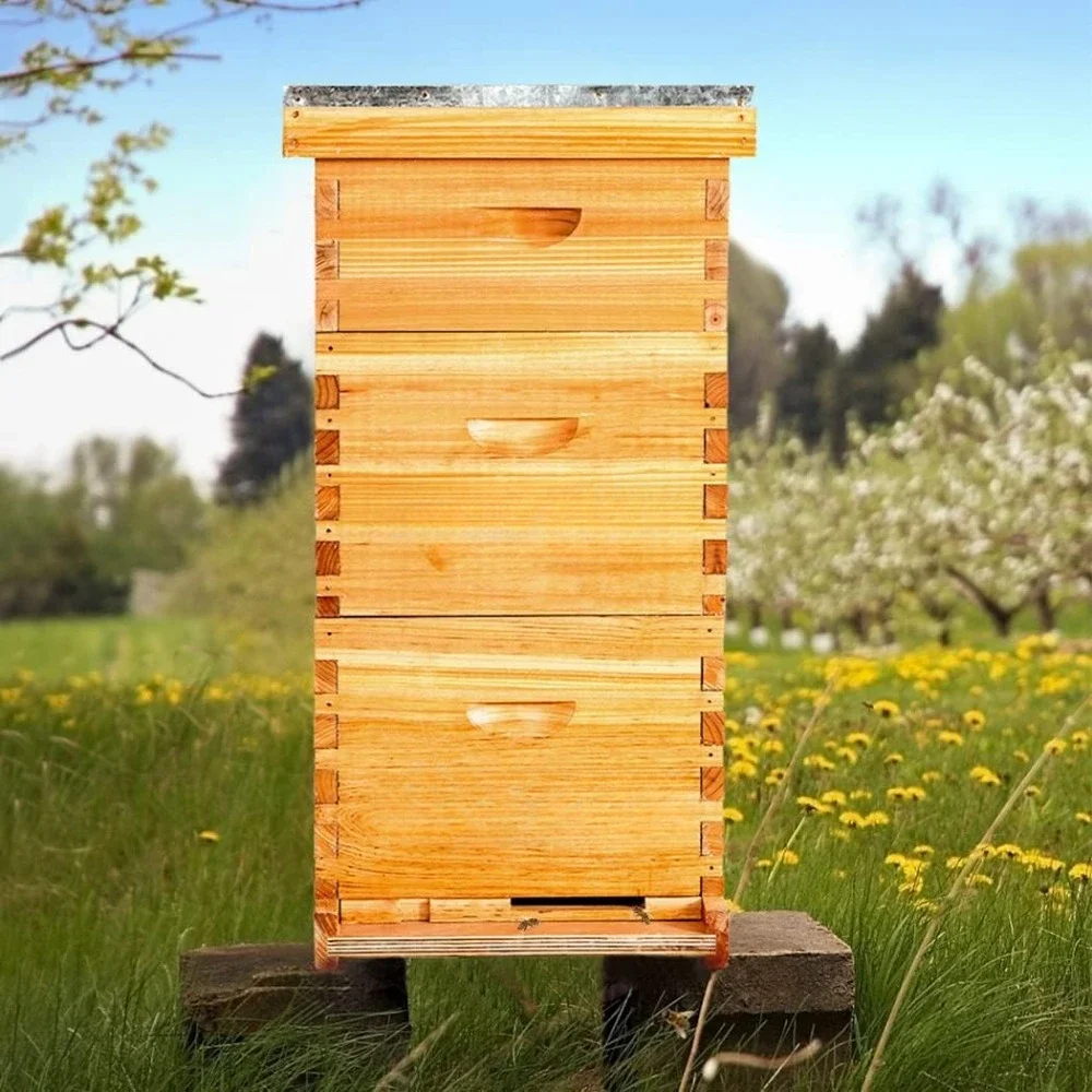 10 Frame Bee Hive Coated with Beeswax includes Beehive Frames and Waxed Foundations (2 Deep Boxes & 1 Medium Box)