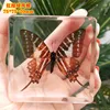 Natural Real Butterfly Specimens Rare And Exquisite Specimens For Home Decoration Display Collection In Teaching Special Gifts 3