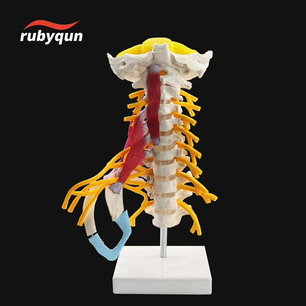 With Muscle Nerve Brainstem Occipital Bone Human Cervical Spine Anatomy Model Medical Science Teaching Resources 1:1 Detachable