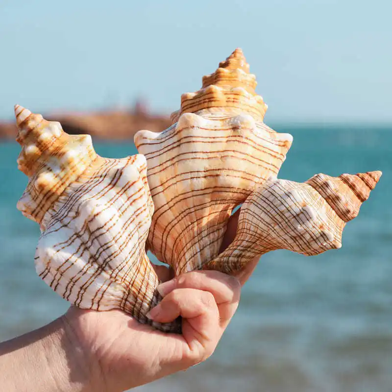 Natural Shell Conch Pleuroploca Filamentosa Large Shell Decoration Fish Tank Landscape Home Decoration Beach Decor Seashells