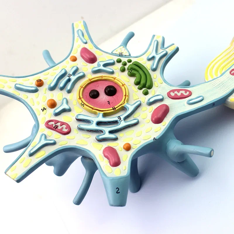 Amplified version of the medical neuron model, amplified model of nerve fiber structure, medical brain neurolysis