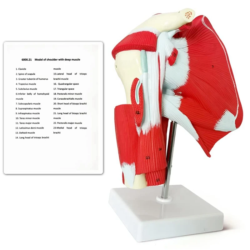 Muscled Shoulder Joint Model - Shows Complete Shoulder Musculature From Rotator Cuff To Subscapularis Muscles 2