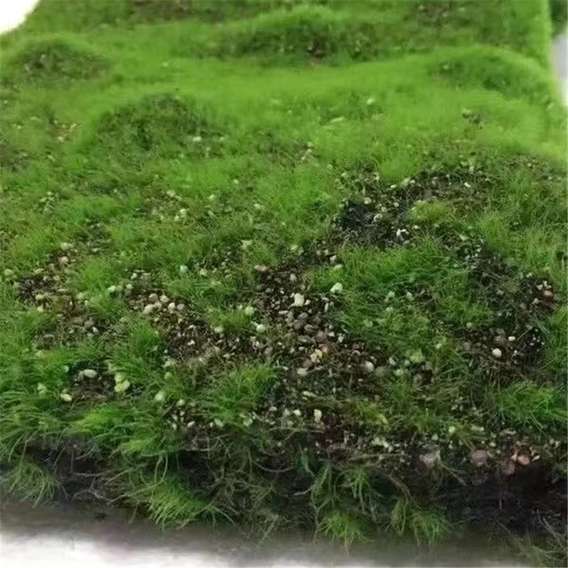 

Simulated Turf Moss Landscaping Green Plants Moss Lawn Bonsai Landscape Decoration Green Artificial Plants 50*100CM