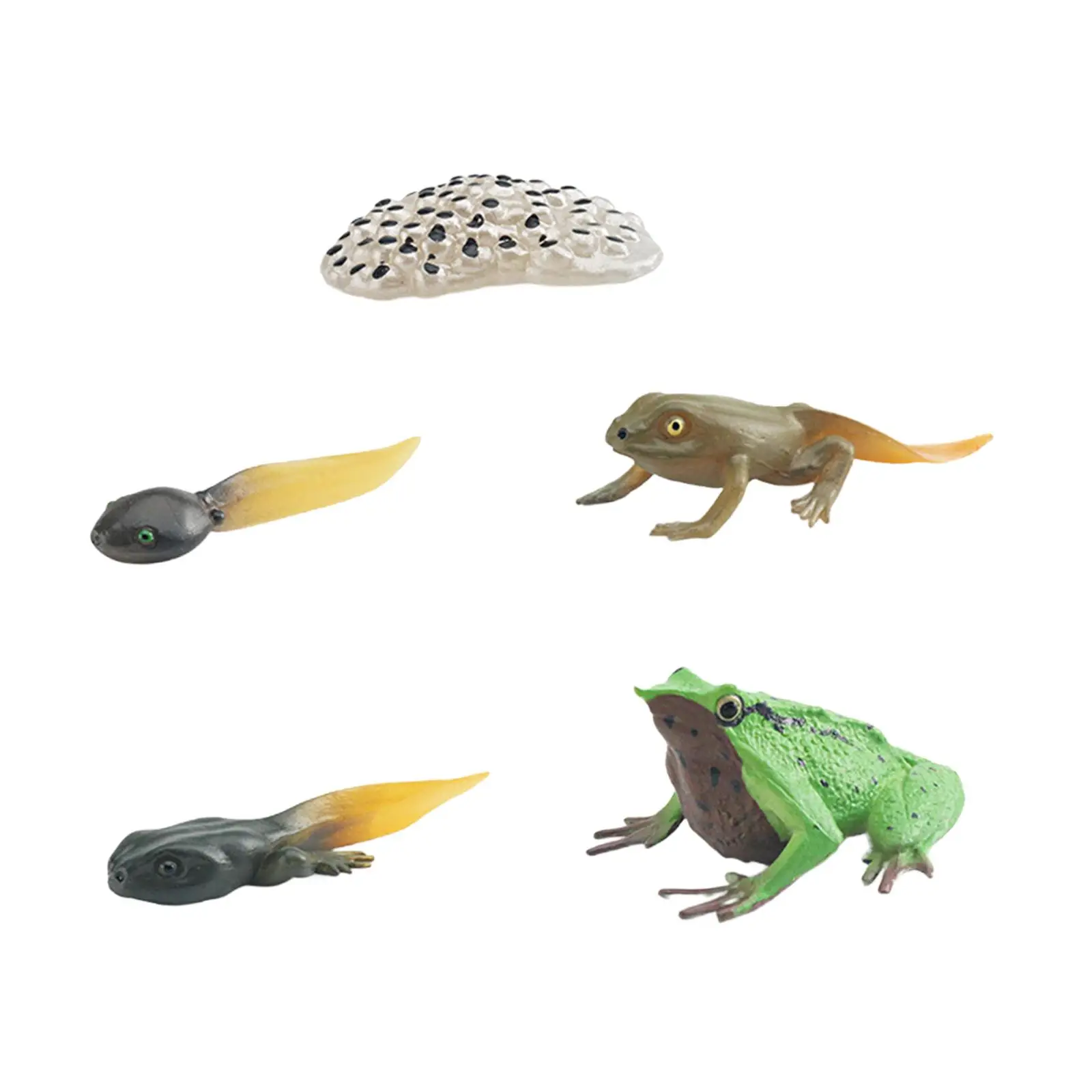 Life Cycle of Frog Toys Cognitive for Boys Girls Cake Toppers Realistic Teaching Props Animal Life Growth Cycle Figure Preschool 3