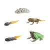 Life Cycle of Frog Toys Cognitive for Boys Girls Cake Toppers Realistic Teaching Props Animal Life Growth Cycle Figure Preschool 3