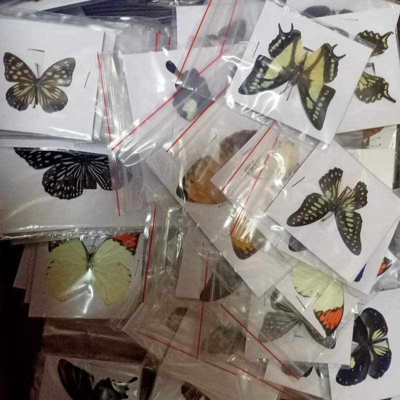 Butterfly insect specimens 38 real for living room home decoration collection art