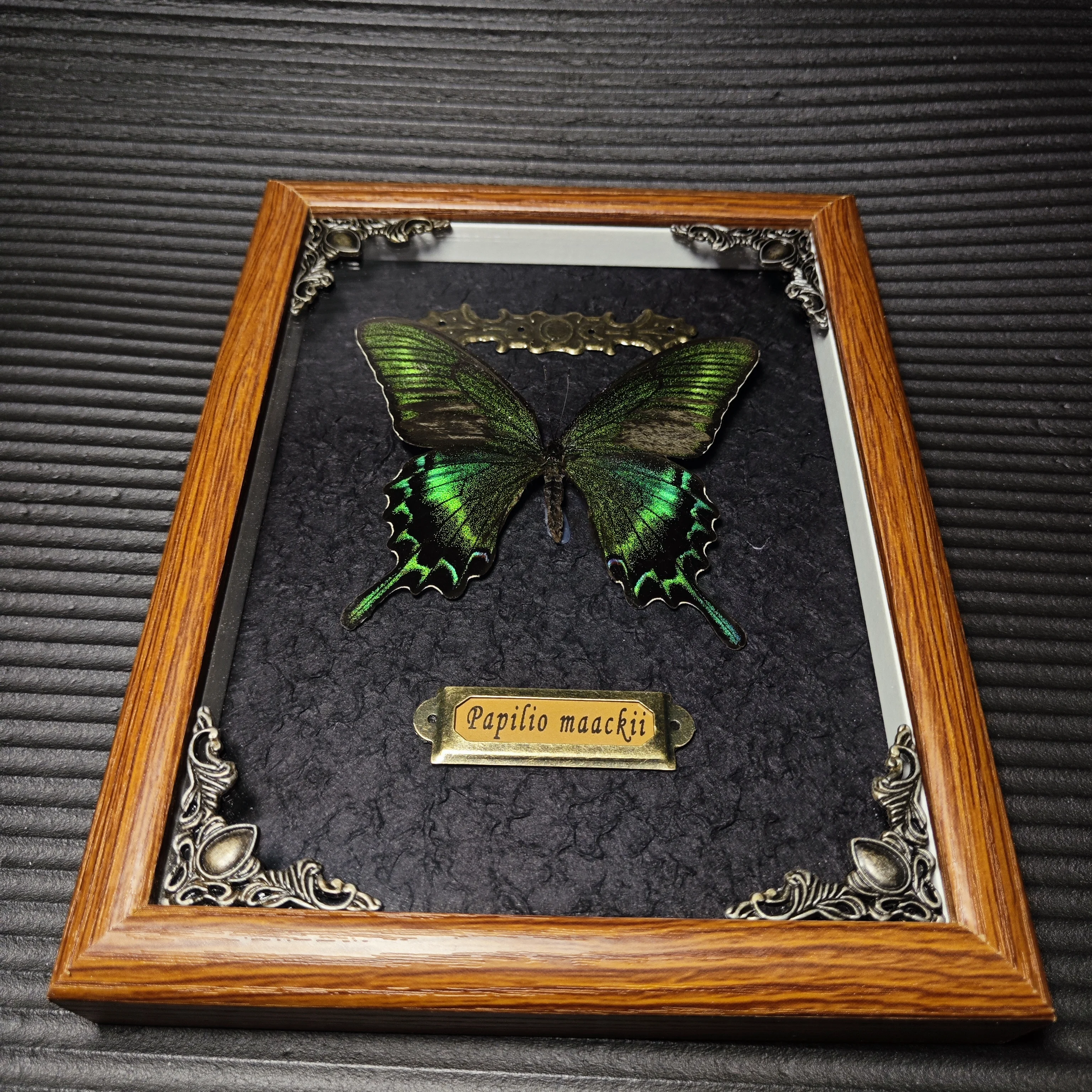 Real butterfly wood Picture Frame specimen Home decoration Birthday gift 4