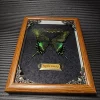 Real butterfly wood Picture Frame specimen Home decoration Birthday gift 4