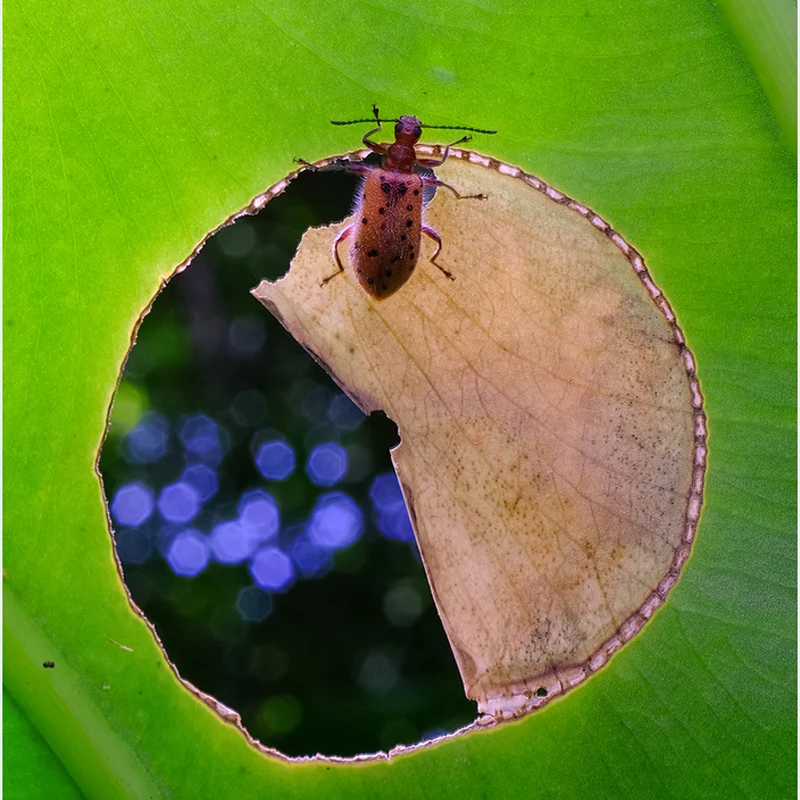 매크로 렌즈 링 led 포커스 플래시 105mm 100mm, 마이크로 렌즈 환형 램프, 버블 스미어 꽃 잎 정맥 촬영 지원, 초점 플래시 램프