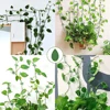 Invisible Plant Climbing Wall Fixture Clips 10-50Pcs PcsRattan Vine Bracket Fixed Buckle Leaf Clips Traction Holder Garden 4