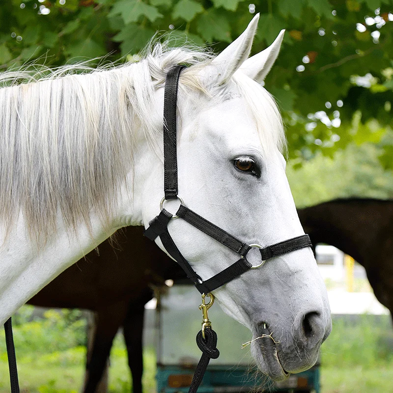 Horse Halter Reins  A bridle to prevent chafing Wear resistant webbing Halter equestrian equipment Horse equipment8218001 3
