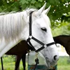 Horse Halter Reins  A bridle to prevent chafing Wear resistant webbing Halter equestrian equipment Horse equipment8218001 3