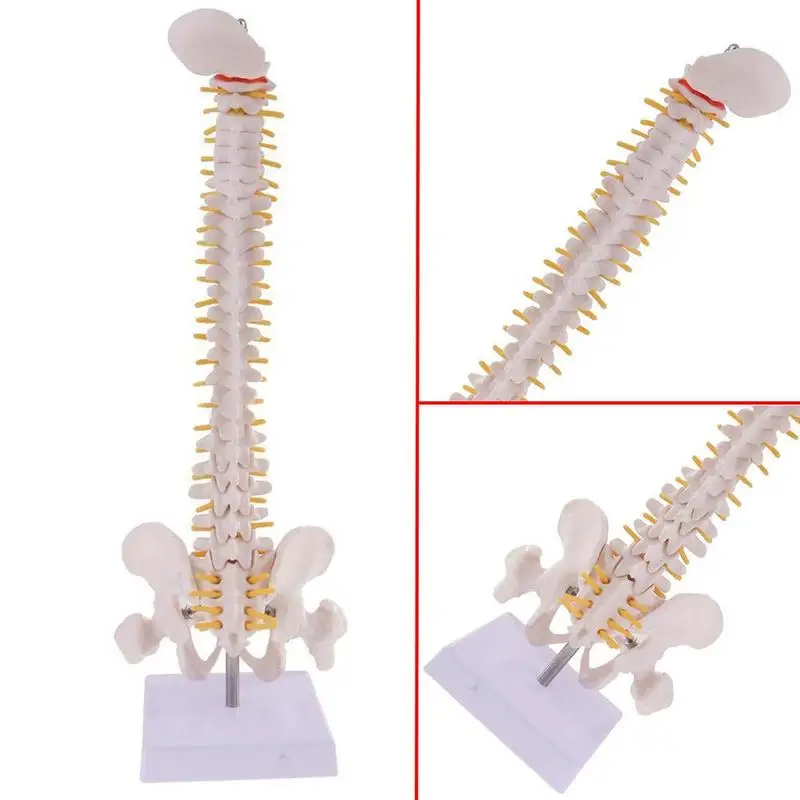 coluna vertebral humana com modelo pélvico anatomia humana coluna vertebral modelo médico suporte fexible