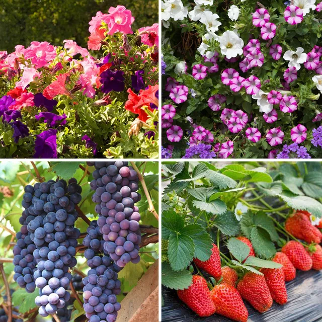 Talajkondicionáló Víz Oldódó Fekete Kalium Humátus Vízoldható Típus Huminsav Szerves Műtrágyán Alapul - Image 5