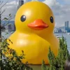 Floating Giant Inflatable Yellow Duck With Sunglasses Huge Sealed Inflatable Rubber Duck WaterPark Pool Decoration For Event 1