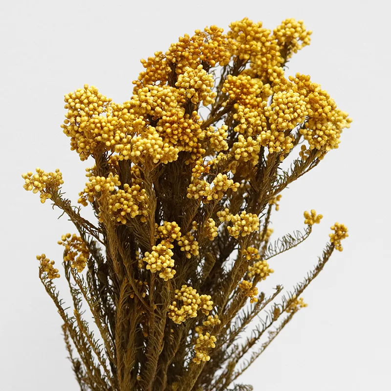 

Natural Dry Flowers for Decoration and Table Accessories Dried Natural Flower Wedding Materials Plant Home Decorations Preserved