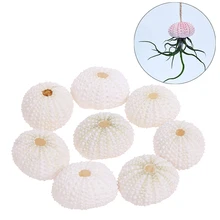 

1/3/5PCS Hot Selling Cheap Wholesale Natural Sea Urchin Shell Conch Tillandsia Potted Plant For Home Decoration