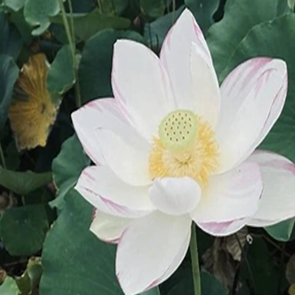Lotus Charm 3C Store
