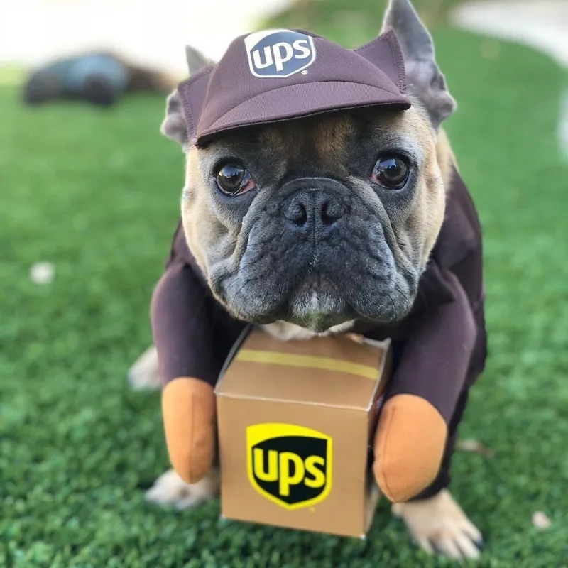 Funny Courier Pet Costume 4