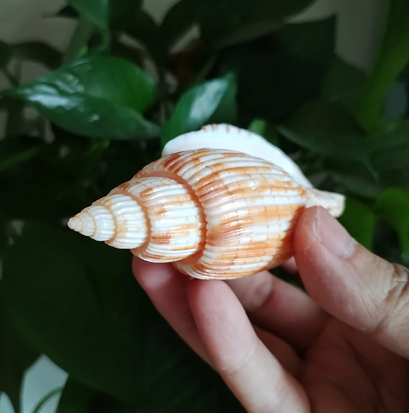 9-11CM Corn Scroll Snail Real Sea Shell Lyria Kurodai Conch Wedding Table Decoration Specimen Conch DIY House Office Decor