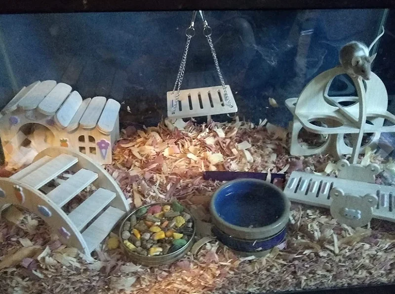 Small Hamsters Accessories Gerbils Wood Accessories Small Animal