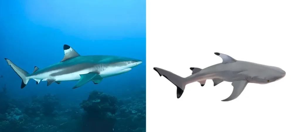 Toymany Simulation Blacktip Reef Shark Ocean Animal Model Toy Mini Figures Dolls Action Figurines Toys for Children Gift