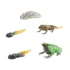 Frog Growth Cycle Realistic Cake Toppers Biology Model Teaching Tools Birthday Gifts Animal Life Growth Cycle Figure Educational 2