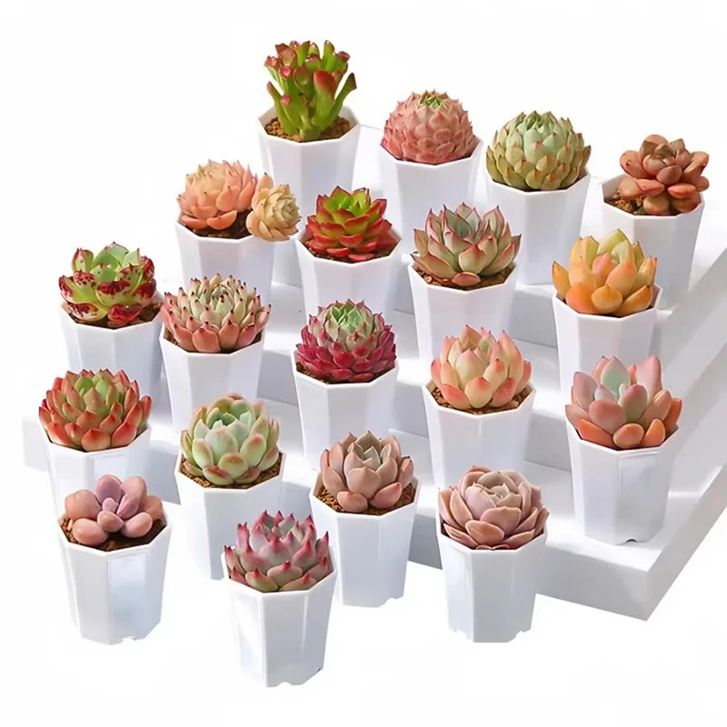 10/20pcs Octagonal Flower Pots Plastic White Planters with Drainage Holes Home Decor Succulents Indoor Outdoor Gardening TMZ