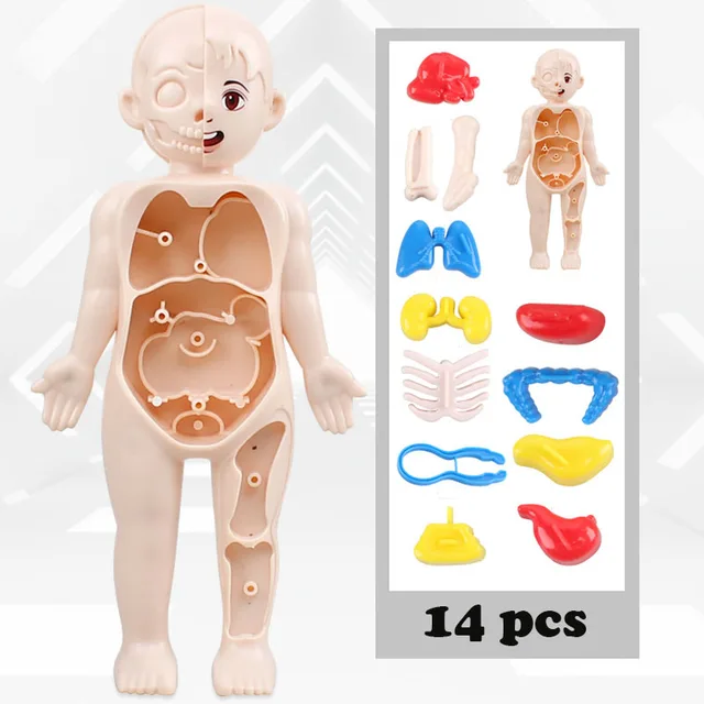 Kid Montessori 3D Puzzle Human Body Anatomy Model Educational Learning Organ Assembled Toy Body Organ Teaching Tool For Children 3