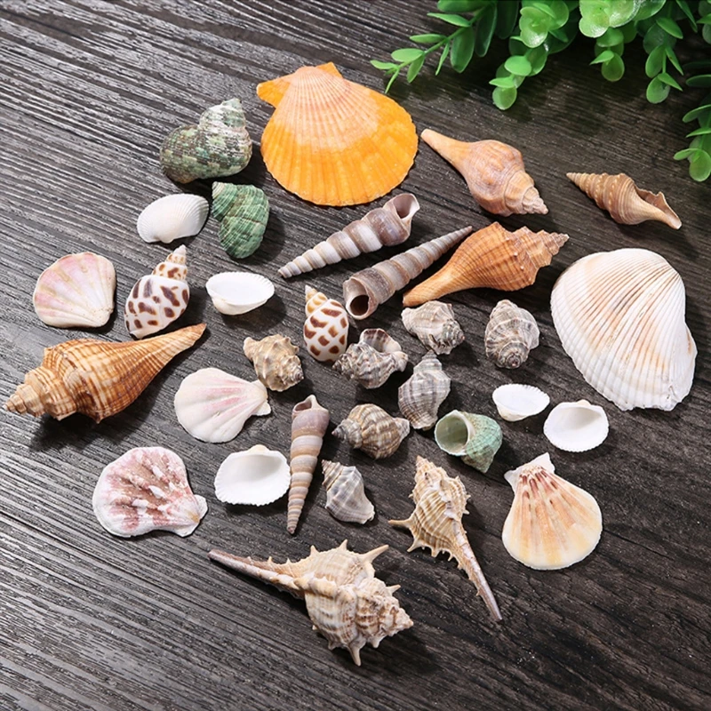 Aquarium Ornaments DIY Fish for Tank Decorations Mixed Seashells Sea Snail Coral Various Sizes up to 2.4" 55KF