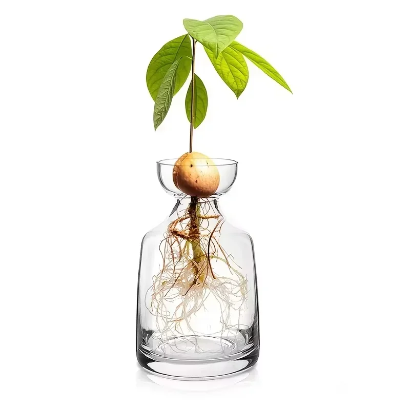 Avocado Seed Starter Glass Planter - Unique Hydroponic Gift for Gardening Enthusiasts