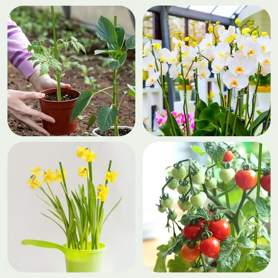 20 Pezzi Bastoncini per Piante a Stelo Singolo Piante in Vaso Fiori