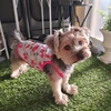 Ropa para perros pequeños de verano: Camisetas y Estilo Hawaii Emoape