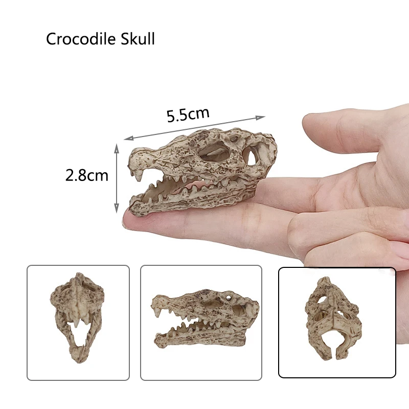 Crocodile skull