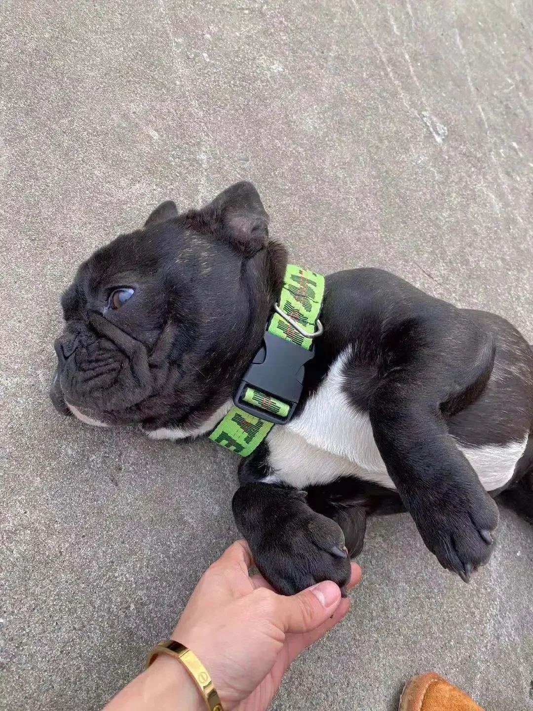 

Нейлоновый поводок, используется для домашних питомцев, популярный и модный поводок для домашних животных, используется для изделий для домашних животных средних и больших собак